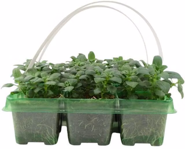 Plants By Post Yellow Antirrhinum Bedding Plants, 12 Pack