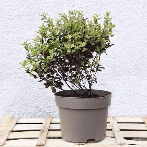 Thompson & Morgan Pittosporum tenuifolium Tom Thumb Compact Evergreen Ornamental Shrub with Burgundy-Black Foliage, 5 x 9cm Pots