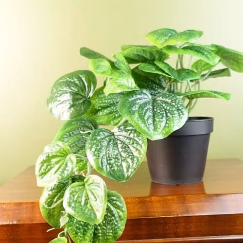 Botanik Potted Artificial Pothos Plant in Green and Black, Height: 35 cm – 2