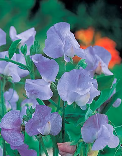 Johnsons Mammoth Blue Sweet Pea Climber Flower Seeds – 3