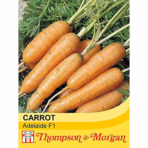 Thompson and Morgan Carrot Adelaide F1 Hybrid Orange Vegetable Seeds, 400 Seeds – 2