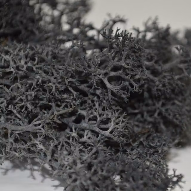 Natural Crafts Black Coloured Reindeer Moss