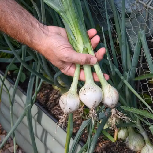 Thompson & Morgan Salad Onion Starlight Seeds, 200 Seeds per Packet – 2