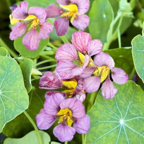 Thompson and Morgan Nasturtium Purple Emperor Flower Seed Packet