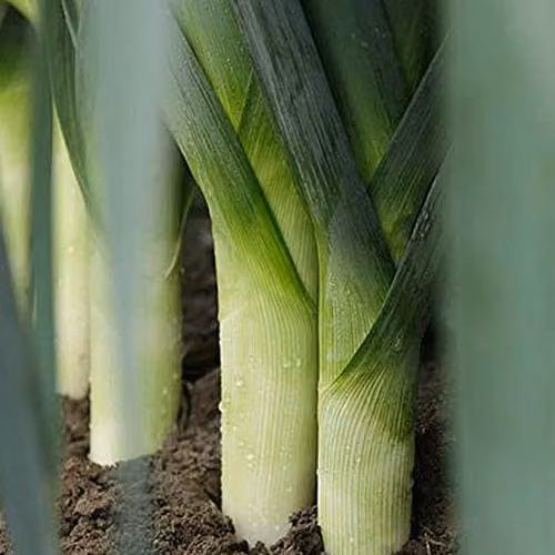 Thompson & Morgan Mercurian Leek Seeds for Autumn Cropping, 75 Seeds per Packet – 2