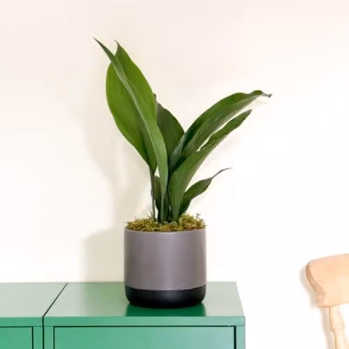 Thompson & Morgan Aspidistra elatior Cast Iron Plant, 2 x 12cm Pots, Green Indoor Foliage Plant