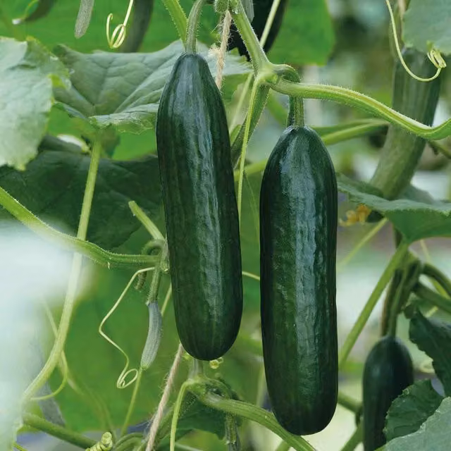 Marshalls Mini F1 Garden Cucumber Seeds, Early Snack-Sized Green Variety, 6 Seeds