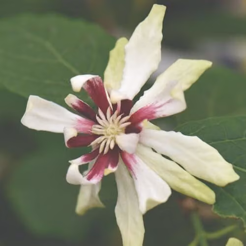 Thompson & Morgan Calycanthus floridus Venus Ornamental Shrub in a 25 Litre Pot – 1