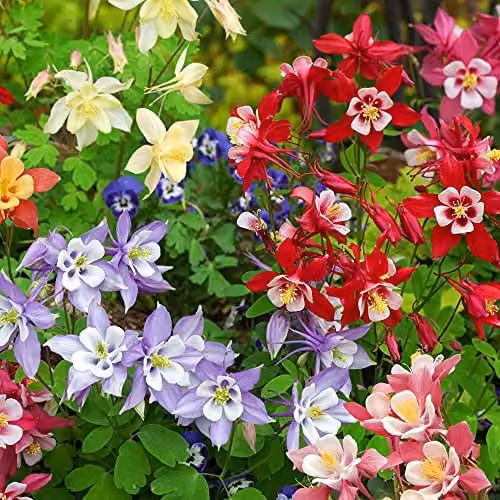 Thompson and Morgan Aquilegia Mrs Scott-Elliott Columbine Hardy Perennial Plants, 12 x Plugs, Multicolour – 3