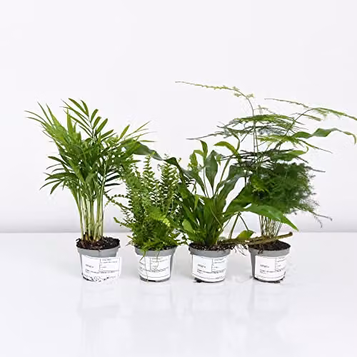 Thompson and Morgan Green Tropical Foliage Houseplant Starter Mix Collection of 3 Easy to Grow Perennial Indoor Plants in 6cm Pots – 4