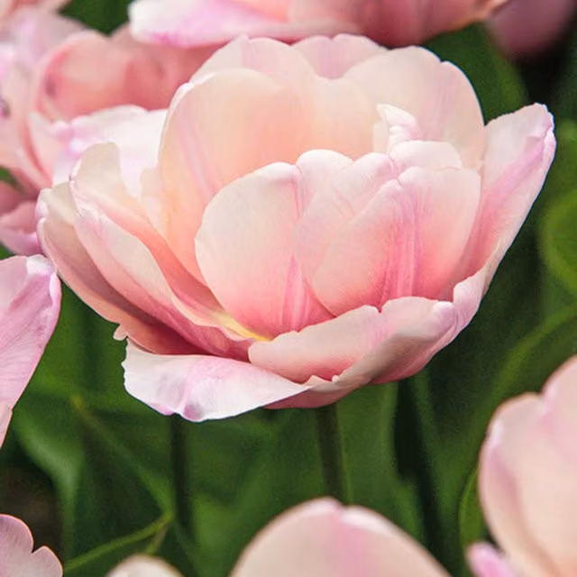 Plants By Post Pack of 15 Bold Pink Tulip Tabledance Bulbs