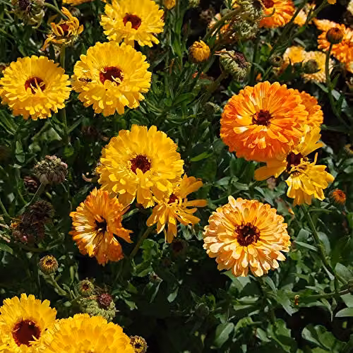 Thompson and Morgan Calendula Art Shades English Marigold Seeds, Multicolour and Orange, 80 Seeds