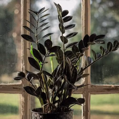 Thompson & Morgan Zamioculcas zamiifolia Raven Indoor Houseplant with Glossy Black Foliage, 2 x 14cm Potted Plants – 2