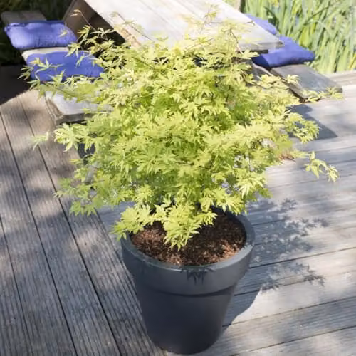 Thompson and Morgan Acer Palmatum Anne Irene Ornamental Tree with Variegated Green and Yellow Foliage, 3.6 Litre Pot – 1
