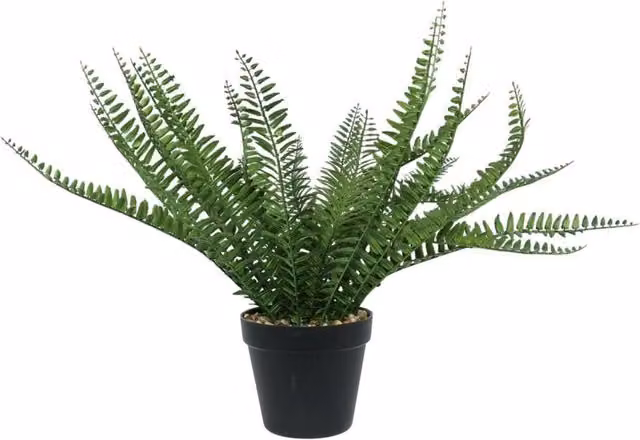 KDMD Black Botanica Potted Fern Plastic Green Tabletop Plant