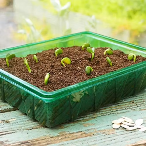 Gro-Sure Visiroot Half Seed Trays, 8 Pack, Brown – 2