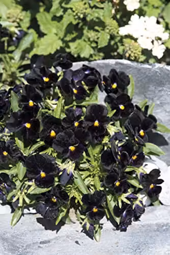Johnsons Viola Back to Black Flower Seeds – 3