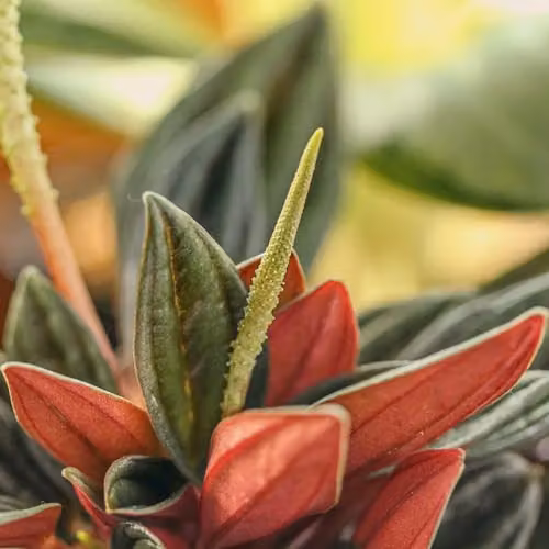Thompson and Morgan Peperomia caperata Rosso Potted Houseplant with Deep Green and Red Foliage, 10.5cm Pot – 2