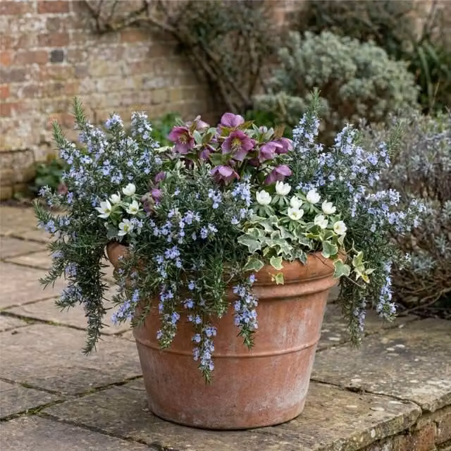 Plants by Post Blue Salvia Outdoor Ornamental Shrub