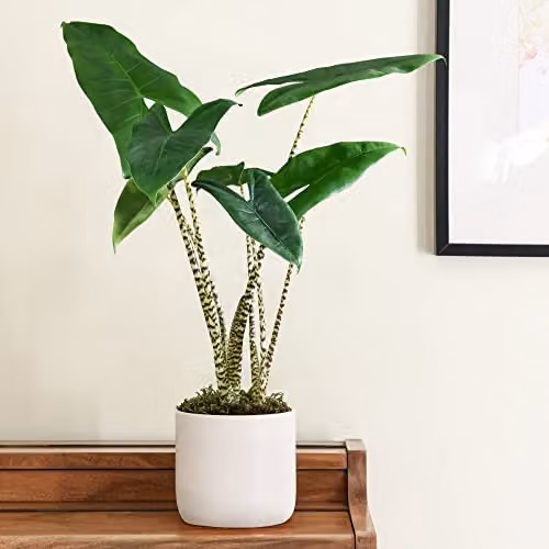 Thompson and Morgan Alocasia Zebrina Indoor Potted House Plant with Tiger Striped Dark Green Foliage, 17cm Pot – 1