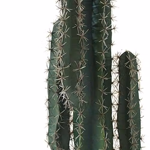 LeafUK Leaf Deluxe Artificial Potted Cactus Succulent, Green, H: 20 cm, W: 20 cm, D: 20 cm – 2