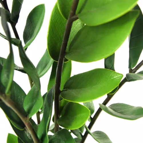 Leaf Design UK Realistic Large Artificial Zanzibar Gem Foliage Plant in Green Pot, Height: 75 cm – 2
