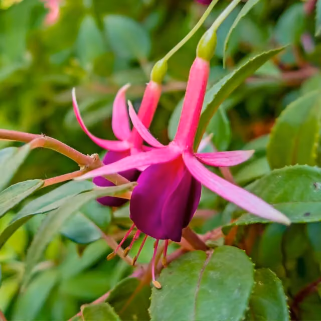 The Rose Press Garden Fuchsia Mrs Popple Ornamental Shrub in Red, Purple and Pink