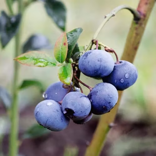 Thompson & Morgan Blueberry Collection of 3 High Yielding Fruit Bushes in 9cm Pots – 2