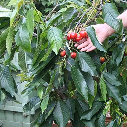 Thompson and Morgan Stella Sweet Cherry Fruit Tree, Standard Patio Hardy Garden Plant, 4.5L Pot – 4