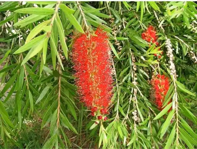 Direct Plants Callistemon Rigidus Bottle Brush Ornamental Shrub, Green and Red, 3ft, 3L Pot