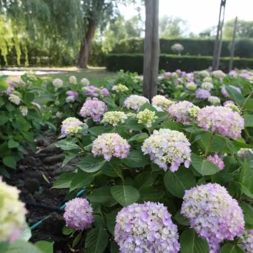 Thompson & Morgan Hydrangea macrophylla Endless Summer The Original Reblooming Ornamental Shrub in Pink, Blue or Multicolour, 35 Litre Pot – 1