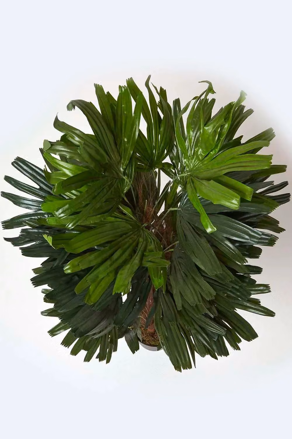 Homescapes Artificial Rhapis Excelsa Palm Tree in Green, Height: 120 cm – 2