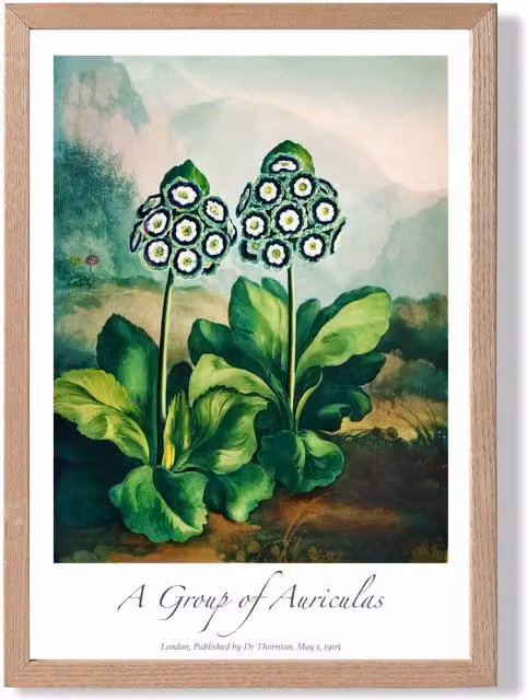 ARTZE Vintage Auricula Flowers Framed Print, Multicolour Botanical Floral Poster with Green Oak Frame, Size: A3
