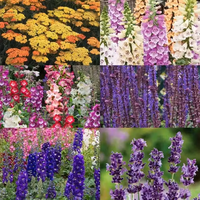 Marshalls Garden Cottage Summer Perennial Ornamental Garden Selection, Multicolour, 6 x 6 x 9 cm