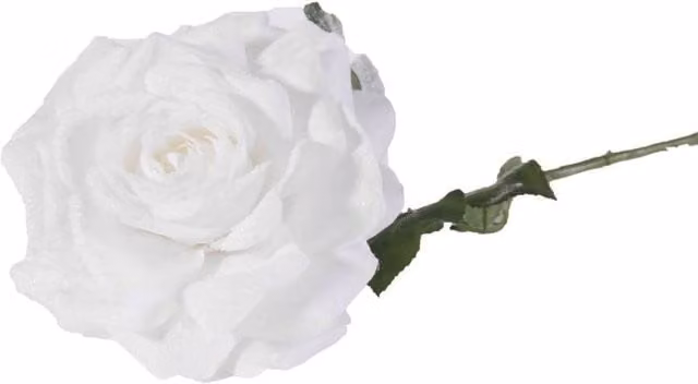 KDMD Single Madonna Rose in White, 67 cm