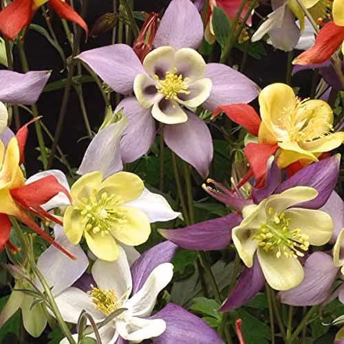 Thompson and Morgan Aquilegia Mrs Scott-Elliott Columbine Hardy Perennial Plants, 12 x Plugs, Multicolour – 4