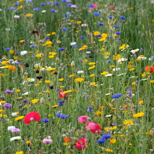 Pegdev Pro Flora Wild Flower Seed Mix, Multicolour, 50g