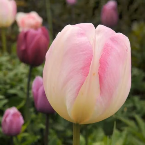Thompson & Morgan Tulip Super Scented Collection Multicolour Mixed Bulbs, 64 Bulbs – 2