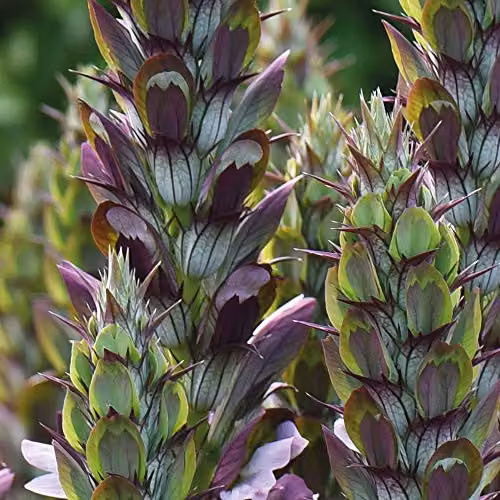 Thompson and Morgan Acanthus mollis Hardy Herbaceous Perennial Potted Shrub, White and Purple, 9cm Pot