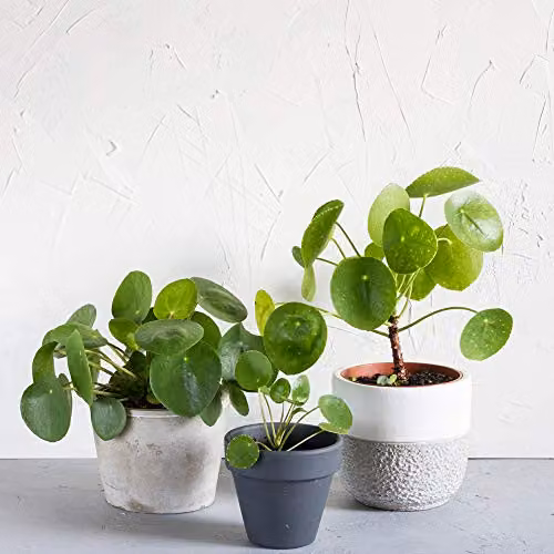 Thompson and Morgan 2 x Pilea Peperomioides Chinese Money Plant with Pink Flowers in 11cm Pots – 3