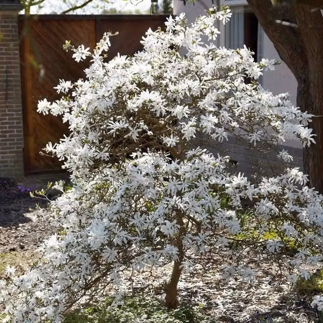 Marshalls Garden Magnolia Stallata White Ornamental Tree
