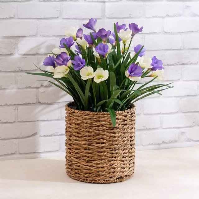 Scottish Everlastings Ltd Purple and White Crocus in a Round Seagrass Rattan Basket