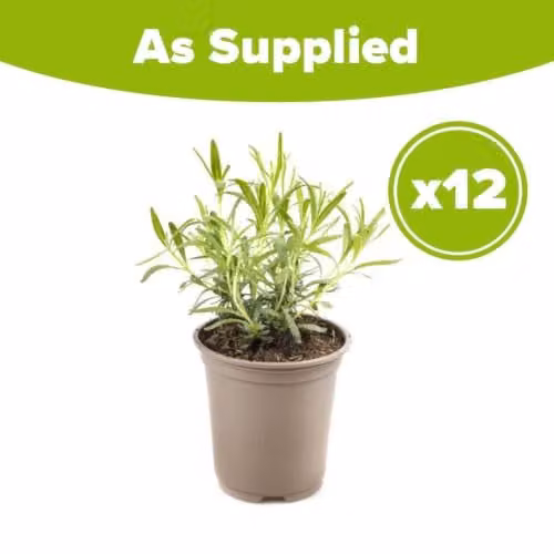 YouGarden 12 English Hidcote Lavender Hedging Plants in 9cm Pots, Purple Perennial Outdoor Plants – 4