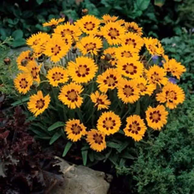 Plants By Post Coreopsis Sunfire Large Hardy Perennial Summer and Autumn Flowering Outdoor Ornamental Plant in Yellow and Red