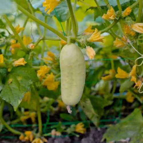Thompson & Morgan White Wonder Heirloom Cucumber Seeds, 15 Seeds per Packet