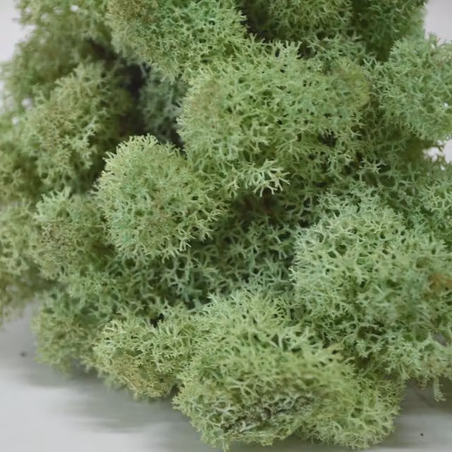 Natural Crafts Organic Coloured Reindeer Moss in Mint Green