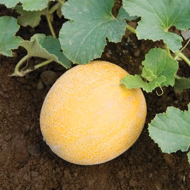 Unwins Arava F1 Yellow Melon Seeds