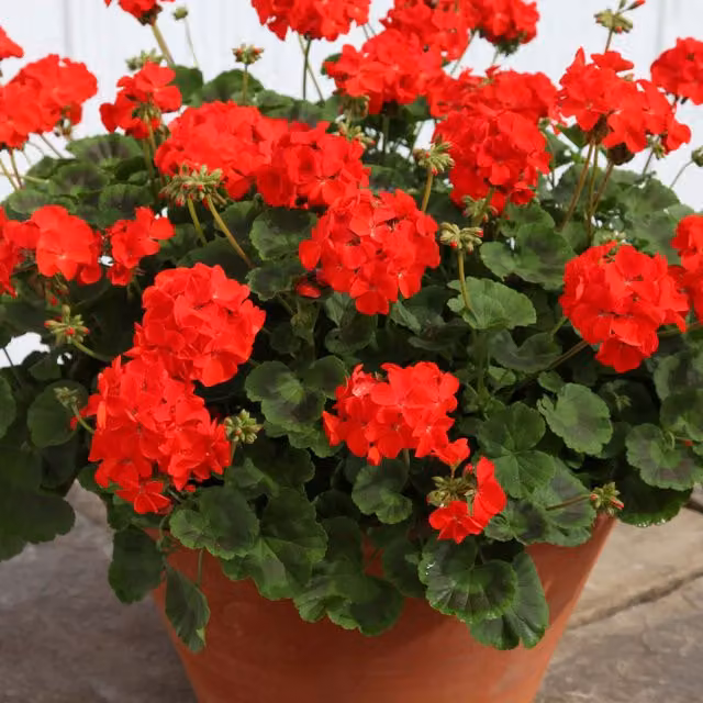 Plant Theory Set of 3 Red Geranium Bedding Plants in 9cm Pots