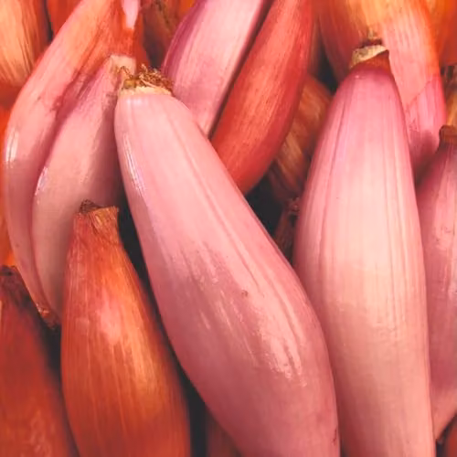 Thompson & Morgan Simiane Banana Shallot Pink-Fleshed Vegetable Seeds, 10 Seeds