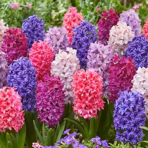 YouGarden Hyacinth Berries and Cream Mix, 20 Bulbs, Pink and Multicolour, for Autumn Planting and Spring Flowering